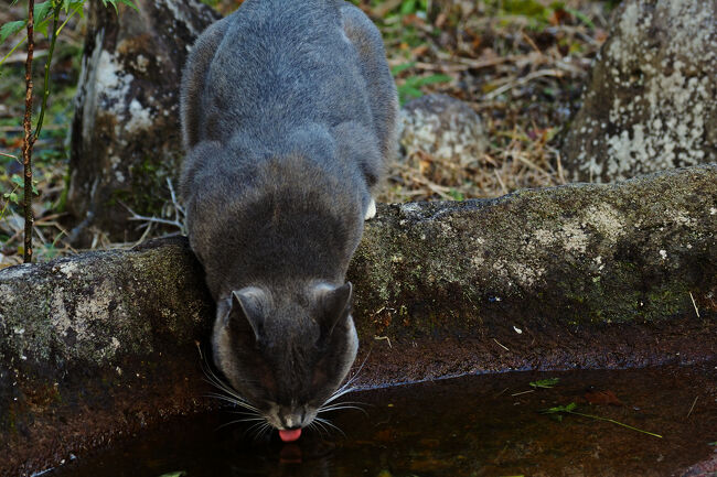 裏手に周るとグレーの毛色をした猫が水を飲みに来ていて、私に気付くとサッと逃げてしまったけど、猫が飲んでいたのは…