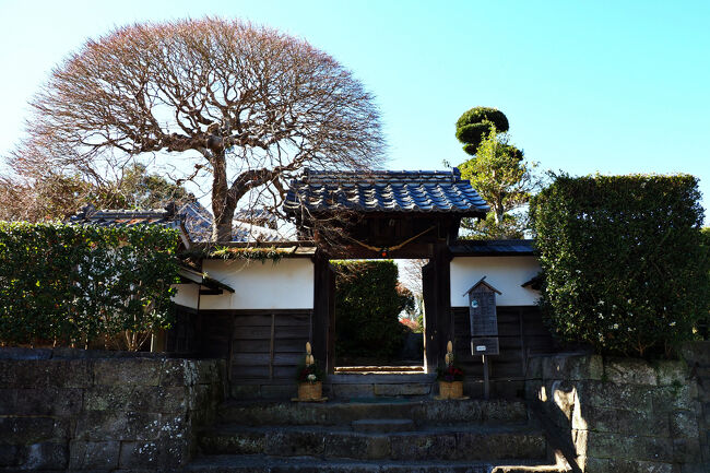 ＜武家門＞<br />竹添邸と同じ並びにの数軒先にある“税所邸“は、丸いシルエットの背の高い木がシンボルになっている。<br />税所家は関ケ原の戦い前年に加世田から移住を命じられて、代々上級郷士噯などの出水郷の要職を務めた家柄。<br />