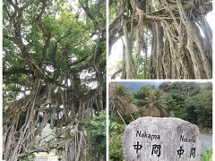 中間ガジュマル