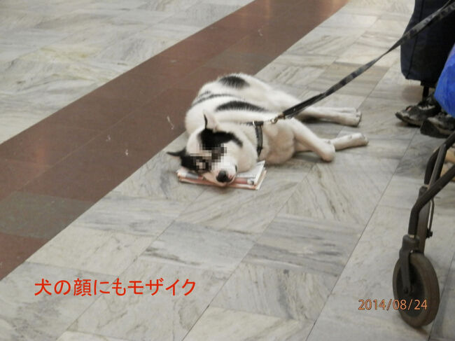 ストックホルム中央駅<br />犬の肖像権も考えて顔にモザイクをかけています。<br />まあ気にしないと思うけど、、、
