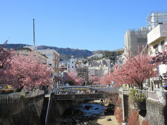 あたみ桜糸川桜まつり