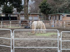 代々木ポニー公園