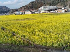 みなみの桜と菜の花まつりはコロナ前にも来たことがあるんですが、河津町のように混んでいなくていいですよ～