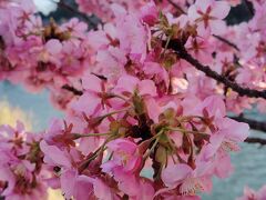 青野川に沿って散策します。河津桜は満開です。