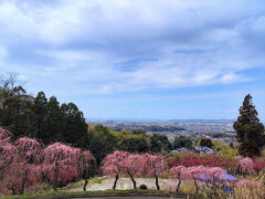 その先からは枝垂れ梅ごしに大牟田の街並み。（3/8）