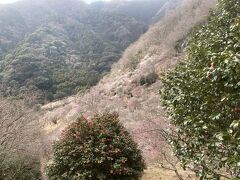 一面梅の花
下山しながら梅林を周回します。