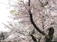 広島６日目。

この日は、桜を楽しむ。
川沿いの遊歩道にも、桜並木。
