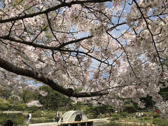 大きな日本庭園。
池の周りに桜が満開！