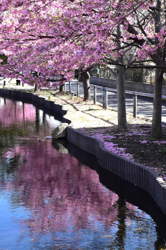 江川せせらぎ遊歩道 2025春～河津桜とメジロの季節～（川崎