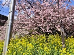 河津駅で降りていざ散策。河津桜と菜の花のコラボです。