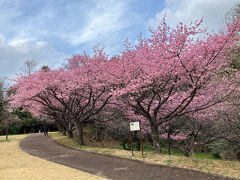 佐倉市の河津桜の名所は3か所あるが、臼井地区では、ここ、臼井城址が一番素晴らしい。