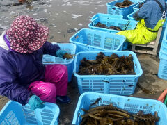 この時期はワカメの収穫期で、海岸のあちらこちらで作業が行われていた。

