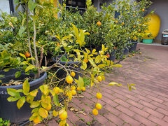 広島空港出てすぐのところでレンタカー（HONDA フィット　走りやすかった）に乗り込み、一路尾道へ向かう。
尾道からしまなみ海道へ。
島アートが見たいということでまずは生口島へ。
お土産屋さんにはレモンがなっていた。