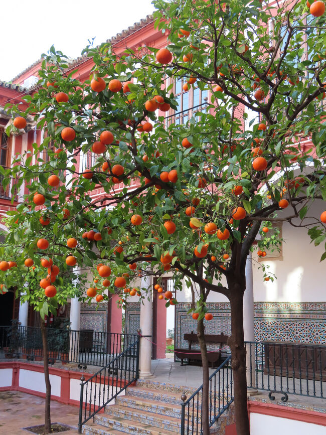 2025.2 アーモンドの花と鈴なりのオレンジに癒される 2月の