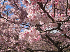 御宿台公園の河津桜