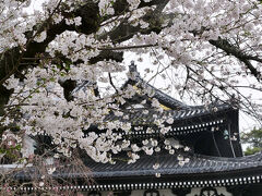 長谷寺に着いたらそんなに参拝者はおらず

長谷寺の詳しい記事はこちらで↓
https://4travel.jp/travelogue/11895759