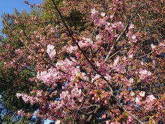 ホテルをでて、祇園を歩いて目指します。
三条大橋の近くで
河津桜が咲いてました。
まだまだですが、気分はあがります。