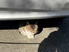 乗客が降りたところにいた猫ちゃん。懐いてはくれませんでした。餌が欲しくて待っていたのに、餌がなくてごめんね。