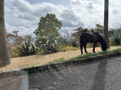 トカラ馬に会いたくて開聞山麓自然公園をドライブ。
入場して間もなく第一馬発見！いた!!
しかしこの後山を上がれどもトカラ馬には会えず悲しみ。