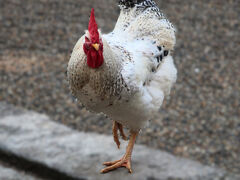 ▲▽石上神宮▽▲
10:32　近寄ります。逃げませんが、頭を上げ下げするので撮るのが難しかった。