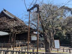 まずは靖国神社から。標本木、蕾です。