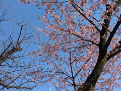 早咲きの桜とスカイツリー