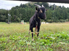 10月9日（水）最終日は観光して帰るのみ。天気は今日も曇りがちです。

栗駒山麓ジオパークビジターセンターでさらに栗駒山のことを詳しく知りました。庭にはやぎさんがいました。