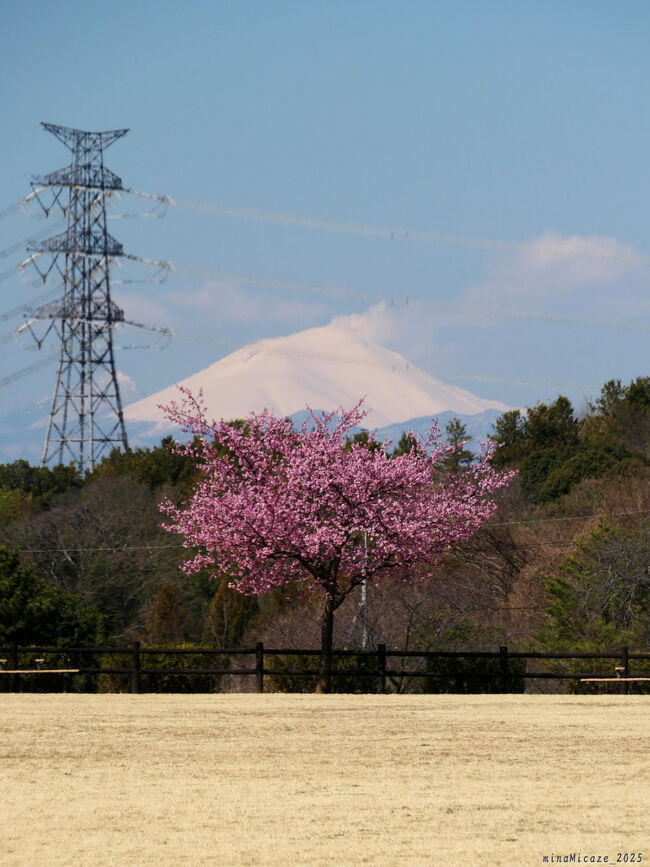 八王子山公園」のサクラ_2025_河津桜が満開でした（太田市）』太田