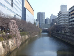 移動して、目黒へ。
この日は開花前で、目黒川の桜はまだ蕾でしたが、一本だけ枝垂れ桜が咲いていました。