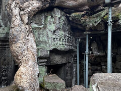 遺跡を侵食するガジュマルを、