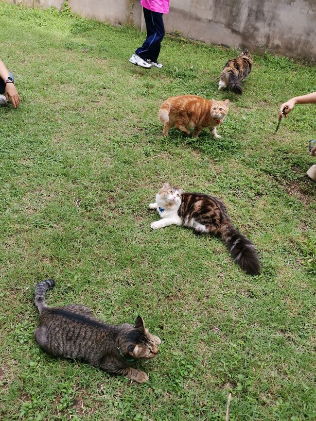 プルックチャー　ナーン<br />Pluk Cha Nan<br /><br />そしてここの売りは猫ちゃん！<br />一緒に遊ぶ事ができます。<br />