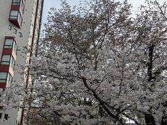 目黒川の支流である蛇崩川の暗渠を公園とした目黒銀座児童遊園でも桜が咲いていました