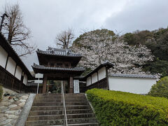 【宝厳寺】
入口の桜が満開！