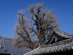 佐竹家住宅の並びに、本願寺日高別院がある。明治の初めまでは日高御坊と呼ばれ、御坊市の名の由来となった寺院である。その境内からは、大音量で音楽が聴こえてくる。幼稚園が併設されていて、朝の運動のようである。本堂前には、樹齢400年以上と言う大きな銀杏が聳えていた。