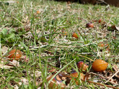 自然観察センター「しらかしのいえ」の庭にはムクロジの実がいっぱいころがっていた
なんかうまそうだよね