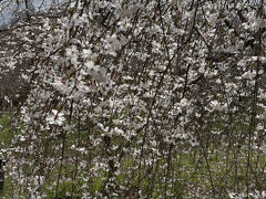 京都府立植物園へ。

桜が咲いていると噂を聞きつけやってきました。