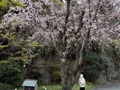 お七の井戸の脇のしだれ桜もまだ咲いています。