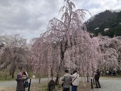 こちらが有名なエドヒガン科のしだれ桜。