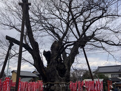大けやきで有名な今宮神社へ。
