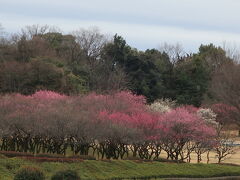 けっこう早く名古屋に着いたので、大高緑地公園に寄りました
梅園があるのでね