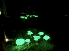 ビジターセンターの中は、色々見学でき、博物館職員の方が説明してくださり、とても楽しめました。光るキノコも見られました。