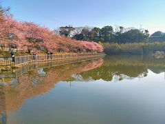 小松ケ池に。池に写る桜もまた良し