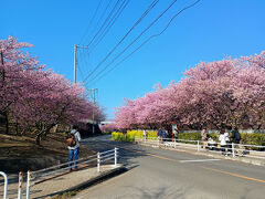 シートを広げて花見というより歩きながら花を愛でるタイプの名所ですね