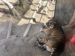上野動物園です。