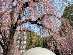 上野恩賜公園の入口の見事な「しだれ桜」が綺麗でした。
