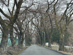 眞原の桜並木、こちらは標高が高いのでまだつぼみ。神代桜が散り始めたころに開花してきます。