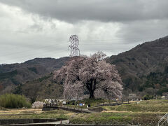そして韮崎へ。まだ満開というお知らせはありませんでしたが、行ってみると見ごたえ十分な咲き具合。