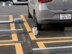 野良猫。
たくさんいる。