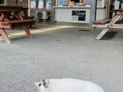 恩納村→宜野座村は意外と近くて、30分ほど。
道の駅ぎのざに寄り道。
地元産の野菜も美味しそうでしたが持って帰れないので、塩蔵のもずくを購入。
