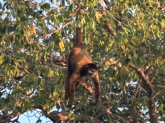 こちらの島に連れてきたそうです。